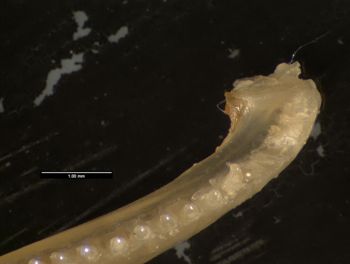 Media type: image;   Herpetology R-57488